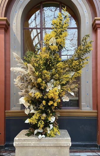 VILLA NOAILLES, MIMOSA XXXL (JANVIER 20) DEBEAULIEU