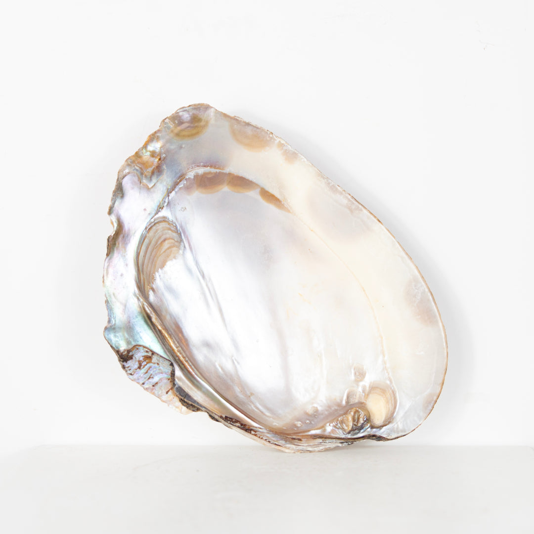 Coquillage DEBEAULIEU