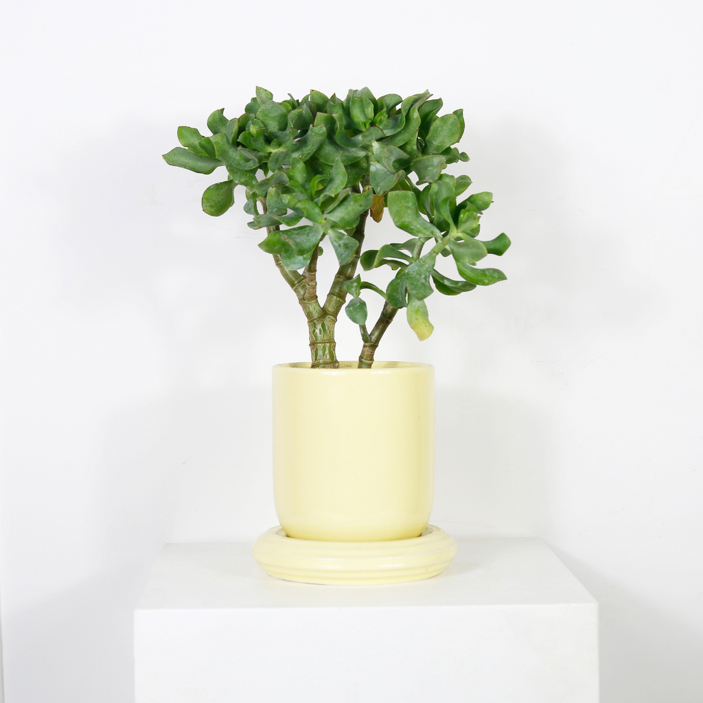 Cache-pot minimaliste jaune
