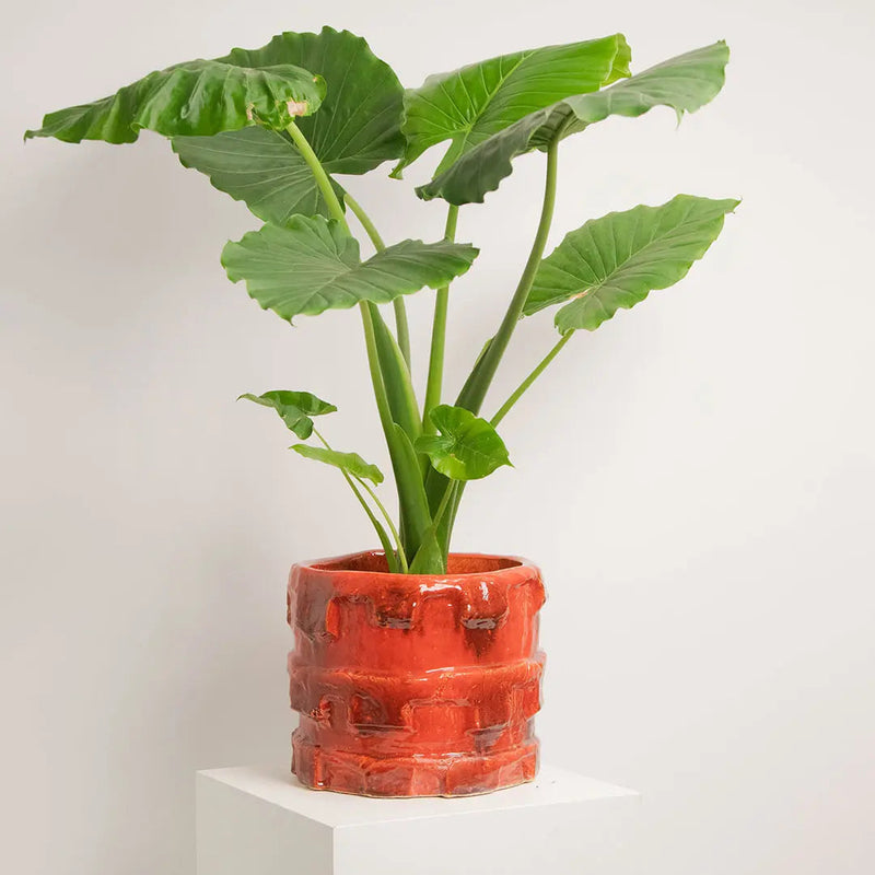 Cache-pot Silva vermillon SERAX
