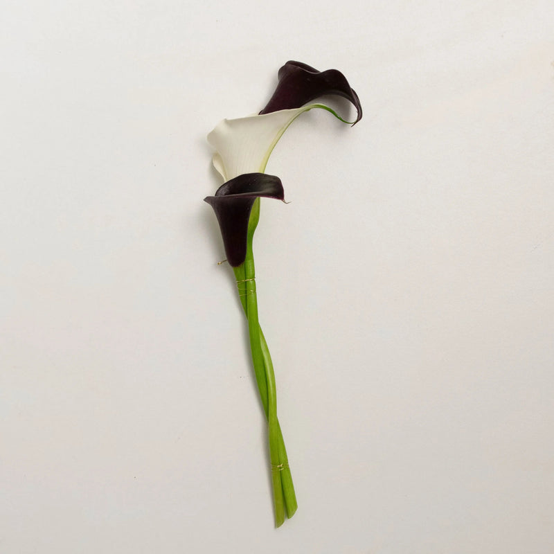 La Flèche de Cupidon DEBEAULIEU