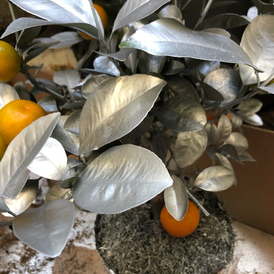 NODALETO, ORANGE ARGENTE