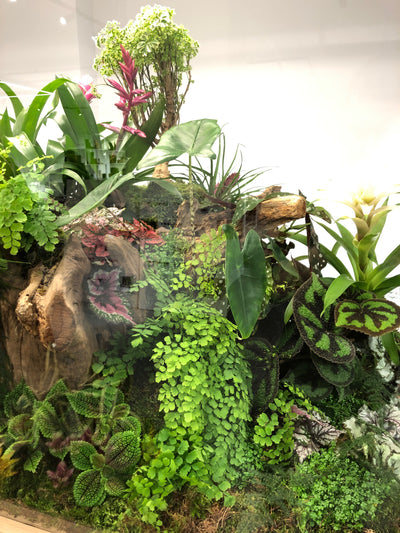 KENZO, TERRARIUM (JANUARY 20)