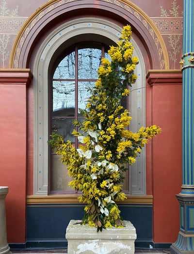 VILLA NOAILLES, MIMOSA XXXL (JANUARY 20)